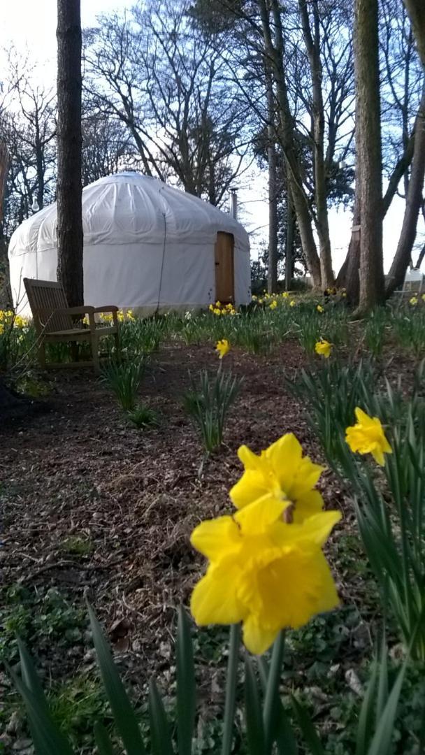 Gingerbread Cottage Yurts Dereham Exteriör bild