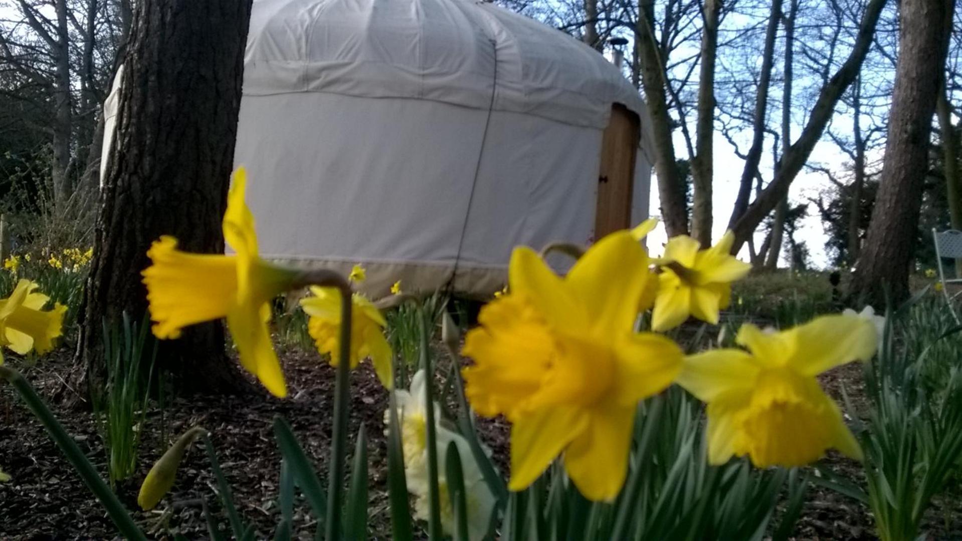 Gingerbread Cottage Yurts Dereham Exteriör bild